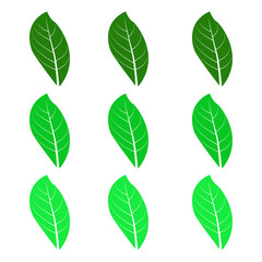 Leaf icon. Design template vector