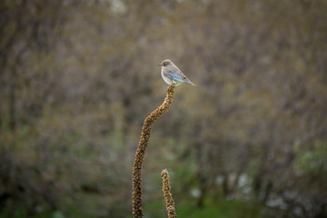 Bluebird in South Valley Colorado #1