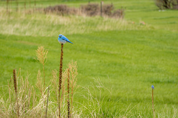 Bluebird in South Valley Colorado #2