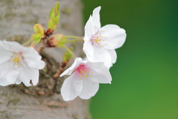 桜