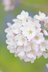 桜