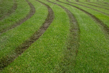 Green grass damaged by a lawn mower