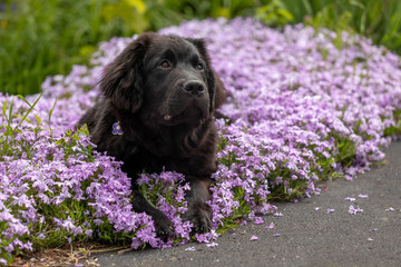 Close up of a newfoundland puppy laying in purple flowers