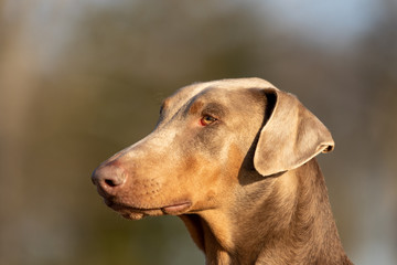 Profile of a fawn doberman with natural ears