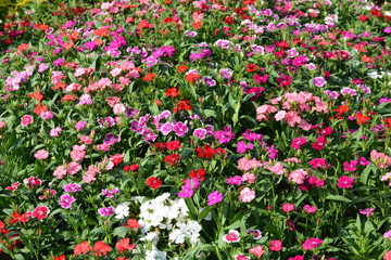 Fototapeta premium Flowers at a park in Thailand