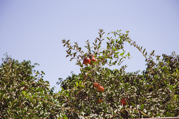 pomegranates on a tree