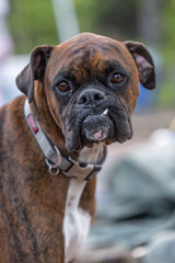 Dog with one odd tooth 