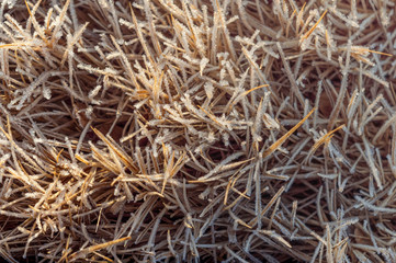 Frozen and dry grass directly above shot