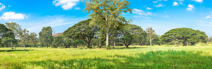 Panoramic Tropical rain forest