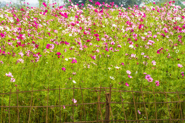 Pink cosmos flowers in field