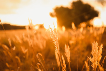 Long grass at sunset. Vibrant golden glow as the sun sets in the countryside