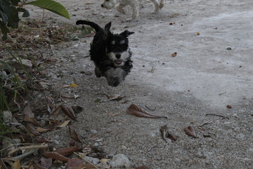 Little puppy running fast