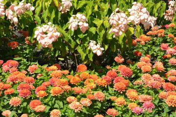 Obraz premium Flowers at a park in Thailand