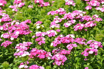 Flowers at a park in Thailand
