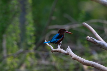 Kingfisher
