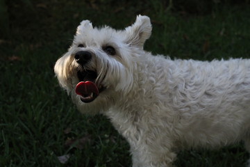 White dog with the tongue outside