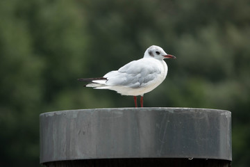 Seagull standing on a poll