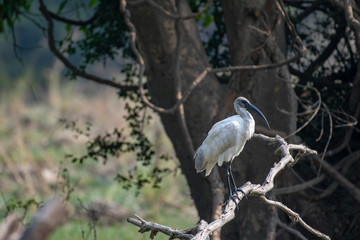 Ibis