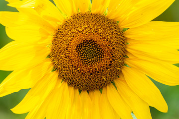A close up of bright yellow sunflower 