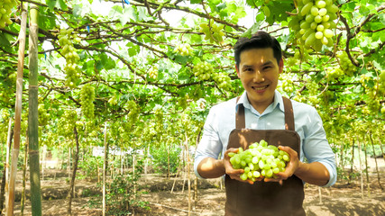 Happy farmer holding bunch of grapes in vineyard.