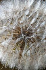 Extreme closeup of a dandelion