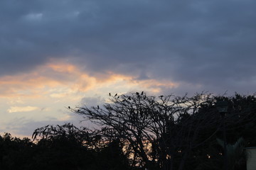 Birds going to sleep on a tree during sunset