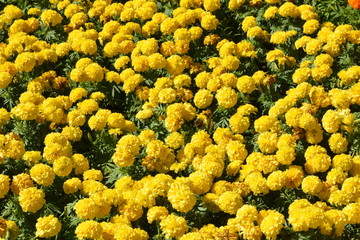 Flowers at a park in Thailand