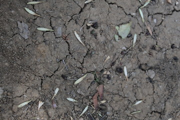 Dry land and ant nests