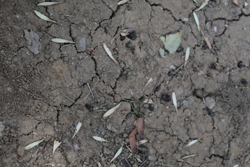 Dry land and ant nests