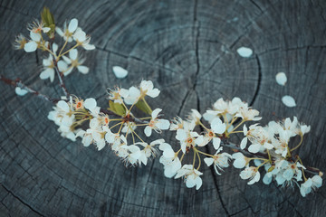 Spring blossoms from peach tree close up