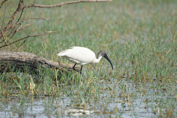 ibis