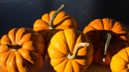 Fall harvest autumn pumpkins in sunlight background still-life photography for Thanksgiving harvest...