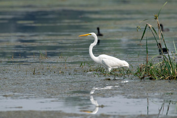 Obraz premium Egret