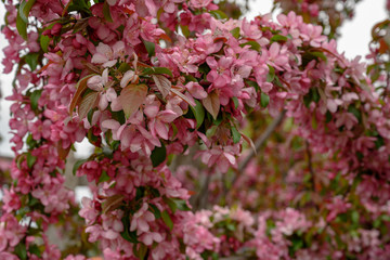Branches of Crabapple Tree with Pink Blossoms