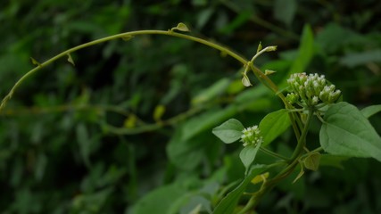 flower in the garden