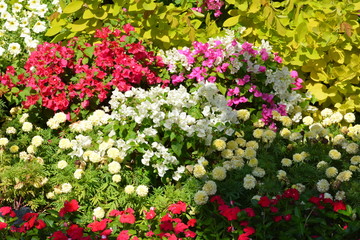Obraz premium Flowers at a park in Thailand