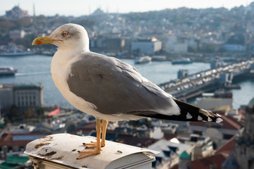 Seagull with aerial view of Istanbul city in the background. Istanbul, turkey