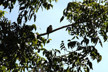 Bird sleeping on a branch tree