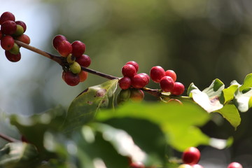 Organic raw coffee beans