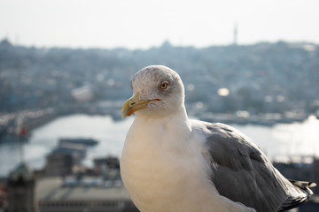 Seagull with aerial view of Istanbul city in the background. Istanbul, turkey