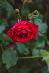 red rose in garden