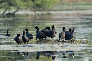 Group of black ducks