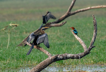 Naklejka premium Snake bird and kingfisher