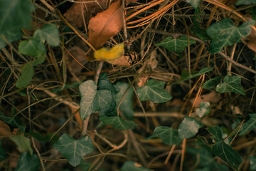 Copper leaves and green ivy in late autumn