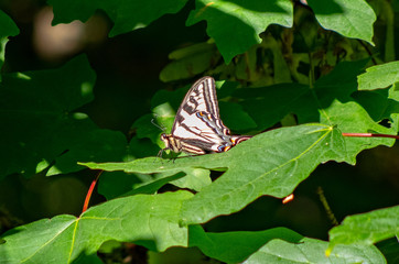 Swallowtail butterfly