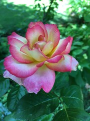 pink rose in the garden