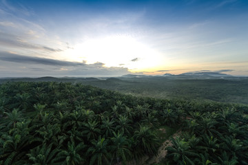 palm oil tree farm aerial shot dramatic morning view