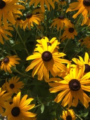 Yellow daisies