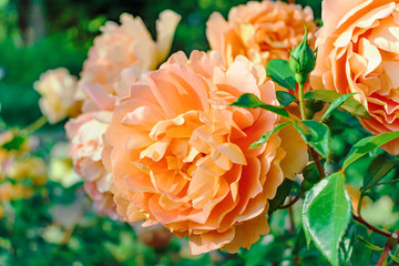 オレンジ色のバラの花のアップ撮影