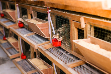 Fresh quail cages are arranged in stages with a place to feed and drink
